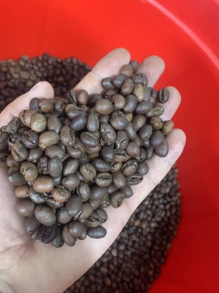 Cà Phê Voi Tây Nguyên – Đặc Sản Cao Cấp Từ Buôn Ma Thuột