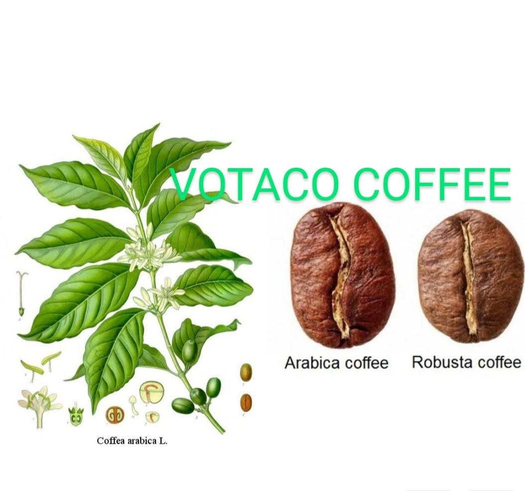 Arabika và robusta