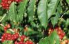Quy Trình Chế biến cà phê  nhân Arabica,