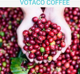 SỰ KHÁC BIỆT ARABIKA VÀ ROBUSTA