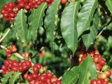 Quy Trình Chế biến cà phê nhân Arabica,